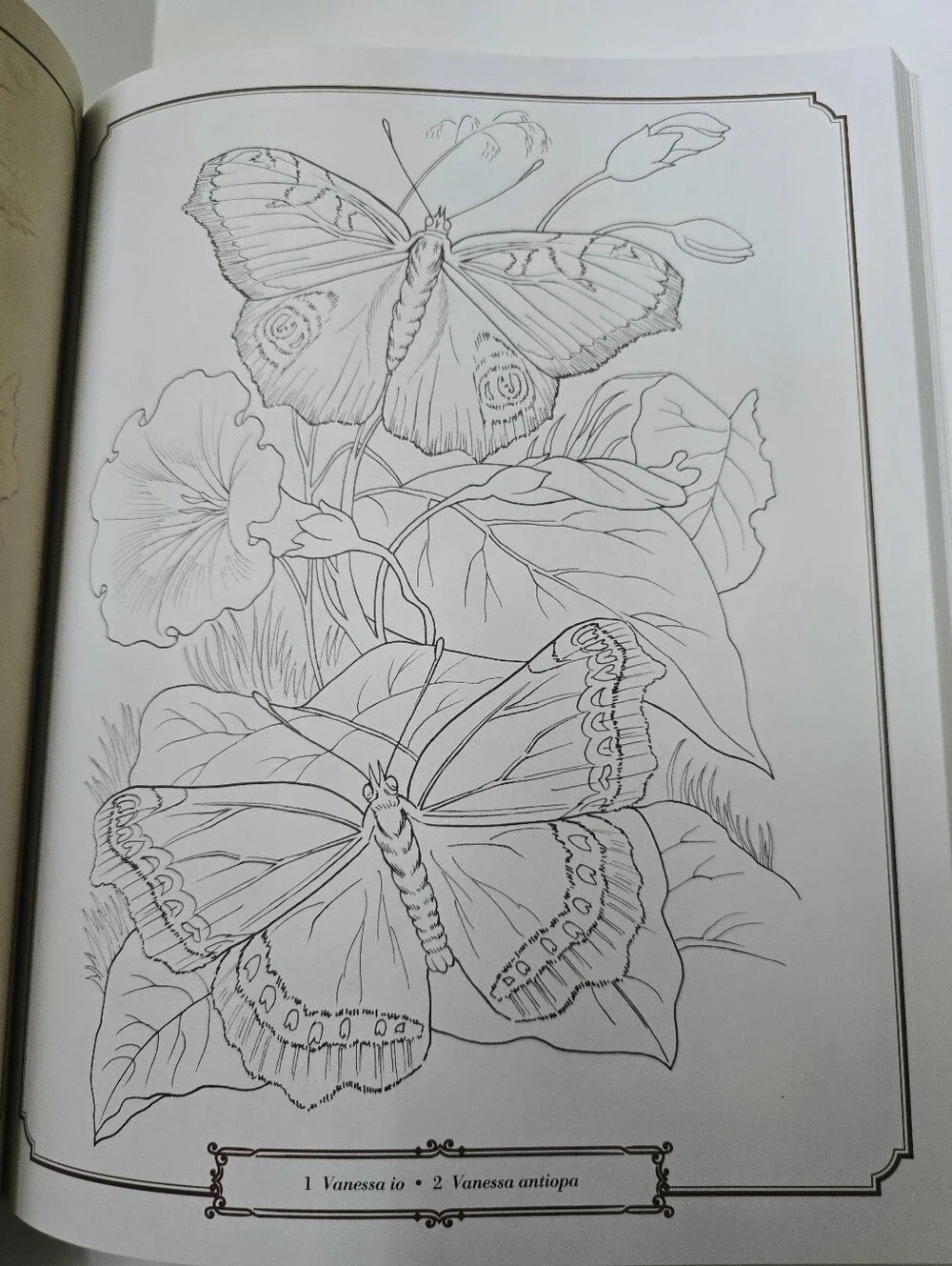 The Beautiful Nature Adult Vintage Coloring Book